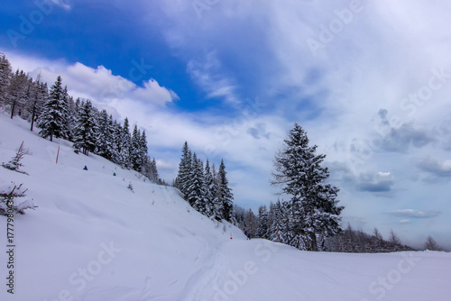 Wallpaper Mural skiers descending a narrow, snow-covered ski trail cut through a dense winter forest Torontodigital.ca
