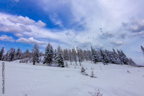 Wallpaper Mural classic winter landscape dominated by heavily snow-covered pine trees Torontodigital.ca