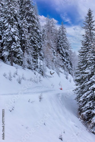 classic winter landscape dominated by heavily snow-covered pine trees