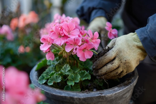 Gardener Planting Vibrant Pink Flowers in a Pot During Springtime