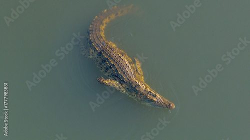 Nile crocodile, Malagarasi River, Tanzania, wildlife, reptile, predator, nature, animal, safari, Africa, wild, river, dangerous, outdoors, powerful, aquatic, ecosystem, habitat, exotic, natural