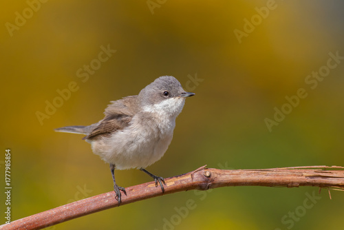 Lesser Whitethroat standing on reed