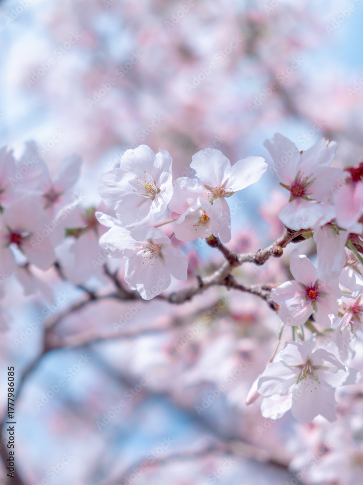 Fototapeta premium 日本の春