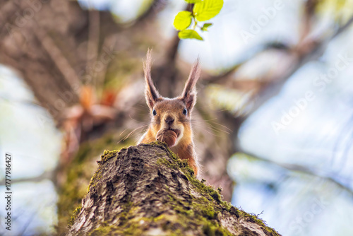 View from below of a furry red squirrel sitting on the branches of a tree wit...