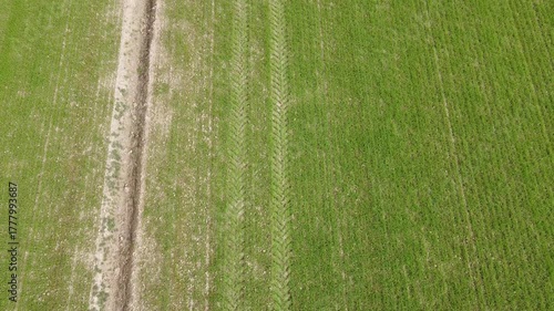 cereal crop field in the first growth phase, drone view