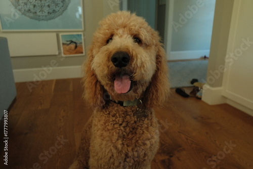 dog in front of the camera