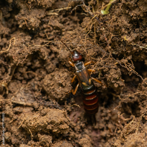 rove beetle (Staphylinus olens) moving across rich, clumpy soil. The image emphasizes its shiny black body, reddish segments, and natural ground environment