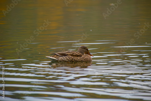 Female mallard floating peacefully on calm water close-up