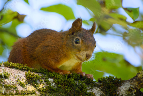 Curious red squirrel peeking out from tree trunk close-up	