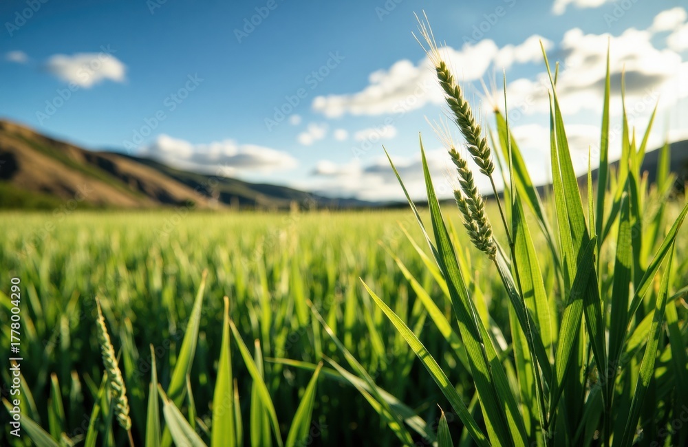 Obraz premium Lush green grass in a sunny field with rolling hills and a bright blue sky