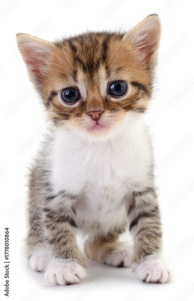 Obraz premium Tabby kitten sitting isolated on white background