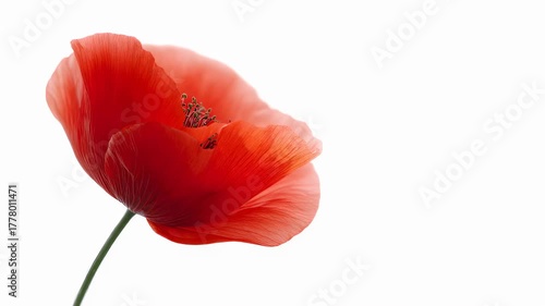 Beautiful red poppy flower blossom up close. High key bloom on white background. Spring design.