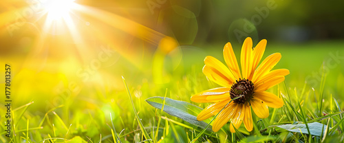 Panel kuchenny z motywem Żółty kwiat na trawie w promieniach słońca – letni klimat, natura i piękno w słonecznym świetle