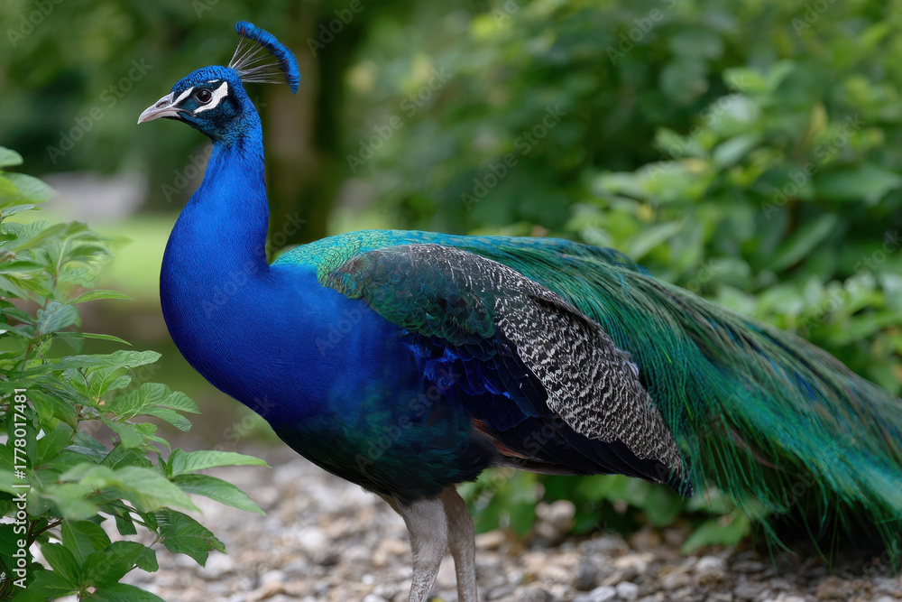 Fototapeta premium Majestic peacock walking through lush greenery in a serene garden setting