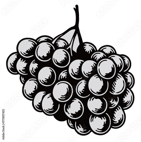 grape fruit vector on white background