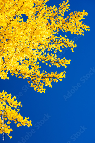 yellow autumn leaves against blue sky