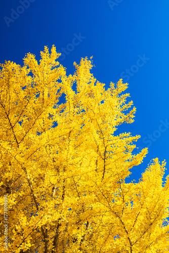 yellow Ginkgo tree against blue sky	