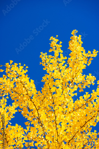 yellow autumn leaves against blue sky