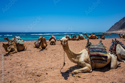 Vászonkép Sharm el-Sheikh