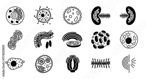 Detailed scientific illustration showing various cell organelles for educational resources