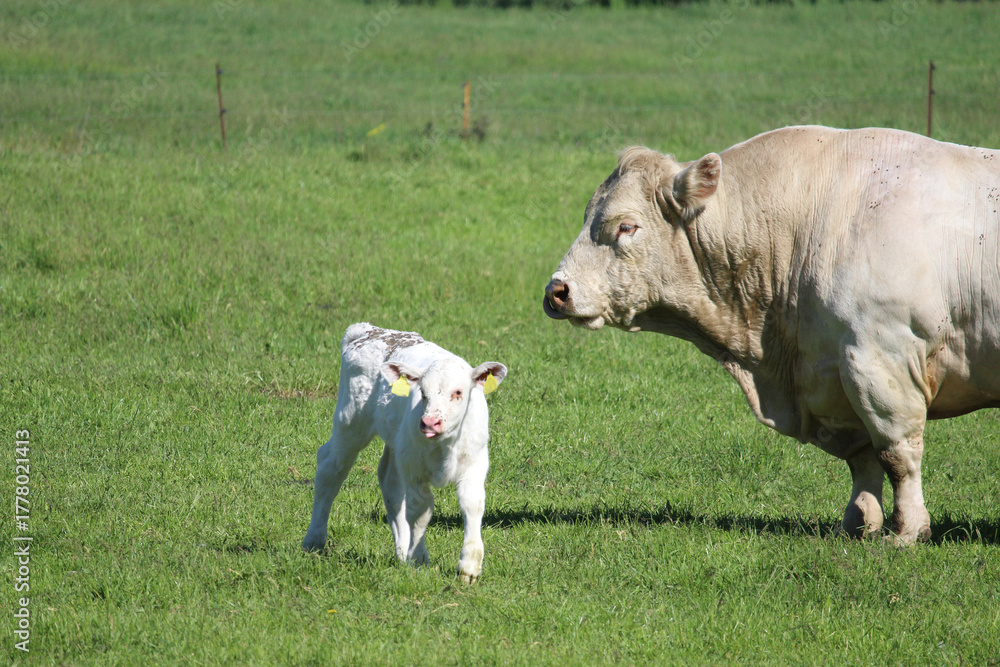 Fototapeta premium Mastbulle und Kalb auf der Weide