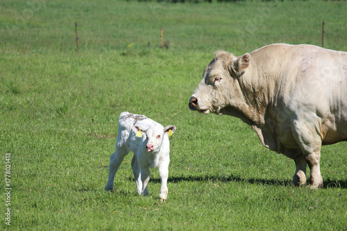 Mastbulle und Kalb auf der Weide