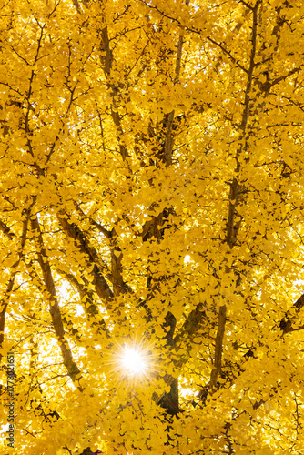 yellow Ginkgo tree and sunlight