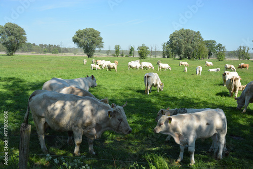 Rinderherde auf der Weide, Freilandhaltung