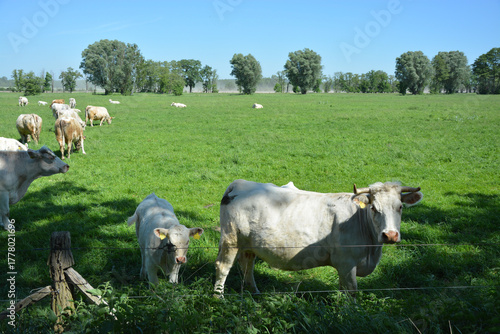 Rinderherde auf der Weide, Freilandhaltung