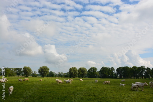 Landschaft mit Rinderherde, Weide