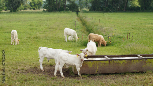 Kälber an der Tränke, Weidehaltung
