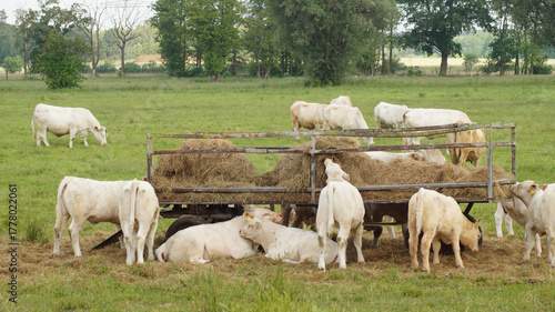 Rinderherde, Kühe und Kälber auf der Weide