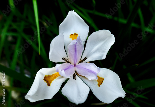 Photos Dietes is a genus of six rhizomatous plant species of the iris family Iridaceae