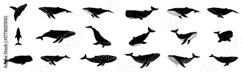 Big Collection of Whale Silhouettes. Vector Marine Mammal Icon Set.