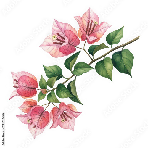 Pink bougainvillea flowers isolated on transparent background