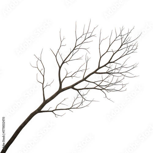 Bare tree branch silhouette isolated on transparent background
