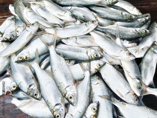 Ladyfish, Tenpounder, Bigeyed herring, Tarpon, fishing game 