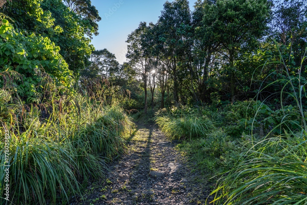 Naklejka premium Themeda villosa, Themeda is a genus of plants in the grass family. Moanalua Valley Trail , Honolulu, Oahu, Hawaii. Koʻolau Range / shield volcano.