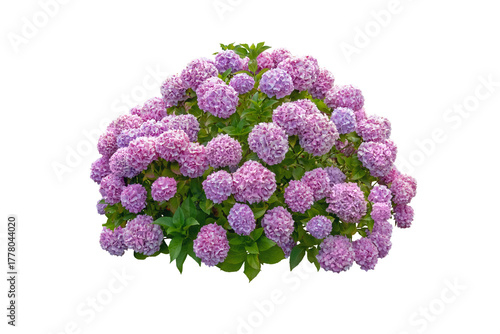 Pink hydrangea bush isolated transparent png. Blooming garden flower