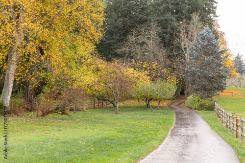 Beautiful rural landscape glowing with colorful autumnal colors on an island in the Pacific Northwest. Split rail fence and golden foliage on the deciduous trees make for a welcoming feeling.