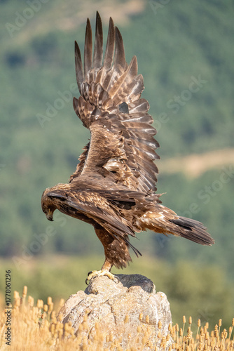 Golden eagle (Aquila chrysaetos) photographed in Spain