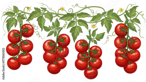 A decorative border of ripe red tomatoes on the vine with green leaves and yellow flowers