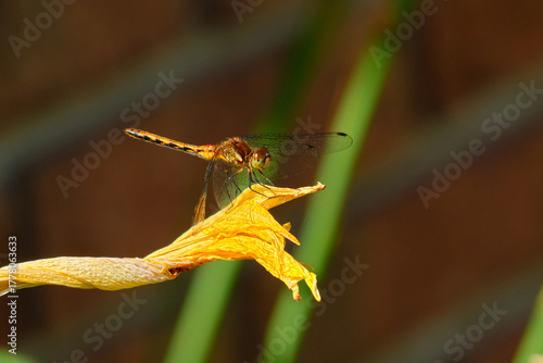 Female autumn meadowhawk dragonfly resting on a yellow flower