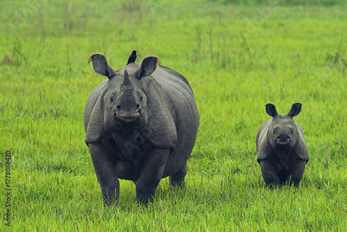 Photography Great Indian Rhinoceros Mother and Calf Grazing in Kaziranga National Park, Assa