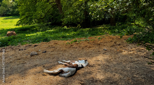 A foal lies comfortably on a sunlit patch of grass in a lush forest clearing. The surrounding trees and greenery add tranquility to the scene in Bradford, Yorkshire, UK