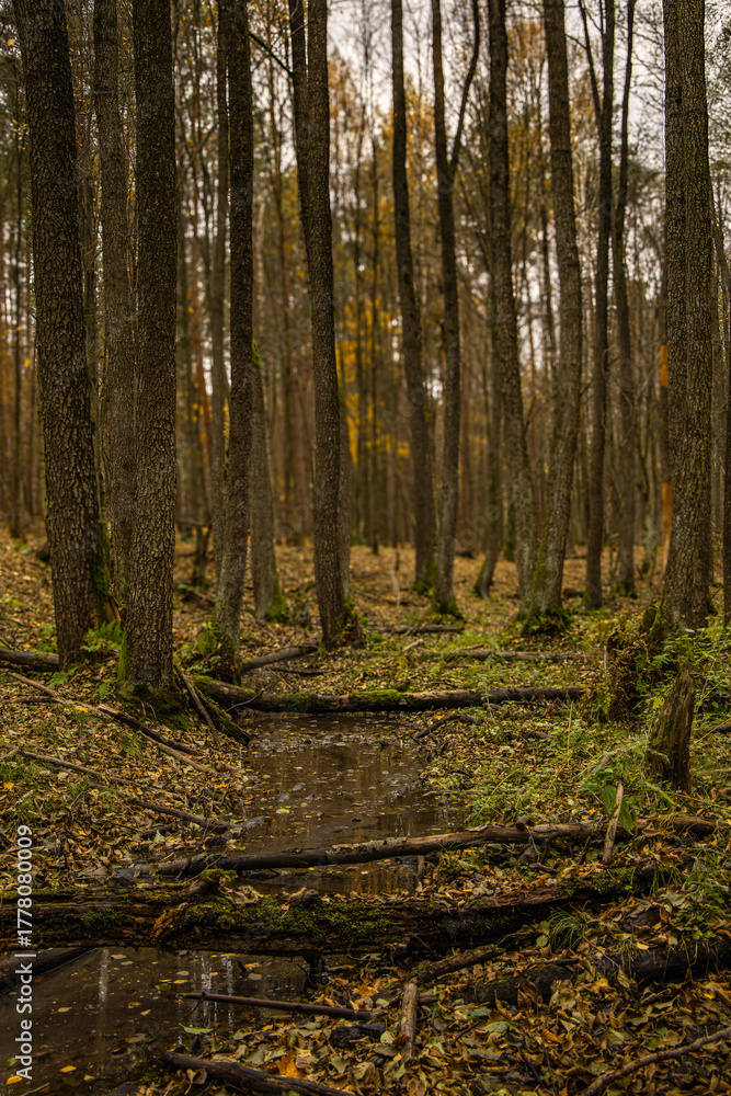 Obraz premium Autumn forest with trees and small stream, nature landscape background in Poland