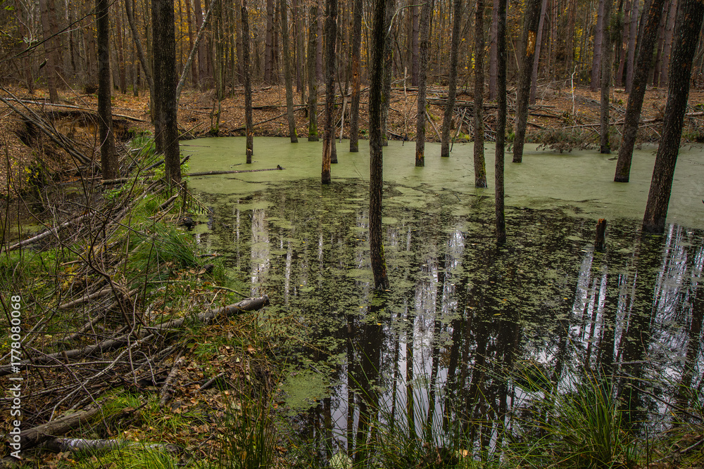 Fototapeta premium Forest swamp with trees and green water surface, autumn landscape background in Poland