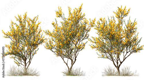 Set of 3 Genista scorpius (or Scorpion Broom) trees isolated on a white background perfectly cutout Stock Illustration