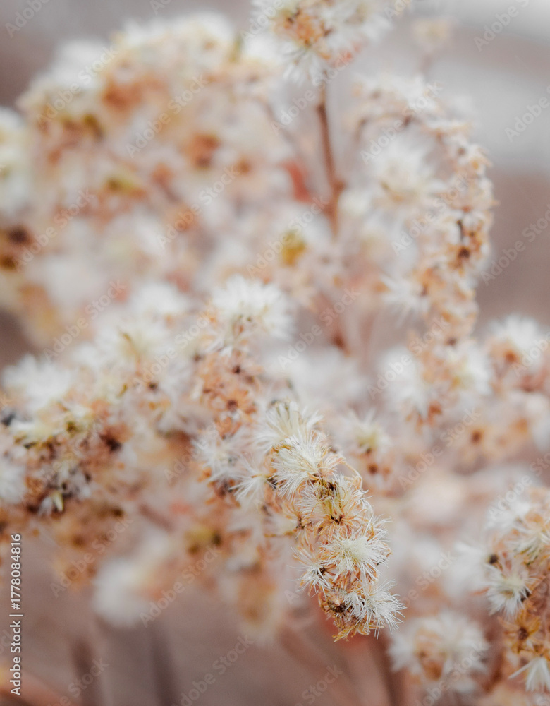 Fototapeta premium close up of white weeds