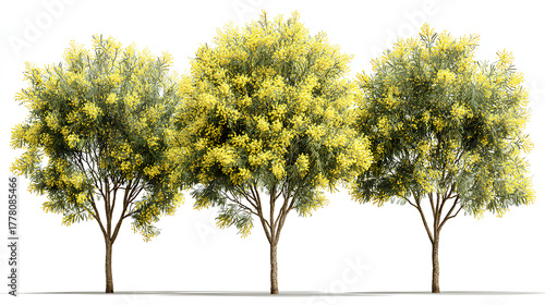 Fototapeta Naklejka Na Ścianę i Meble -  Set of Acacia podalyriifolia (pearl acacia, pearl wattle and silver wattle) blossoming frontal street spring trees medium and small isolated on a white background perfectly